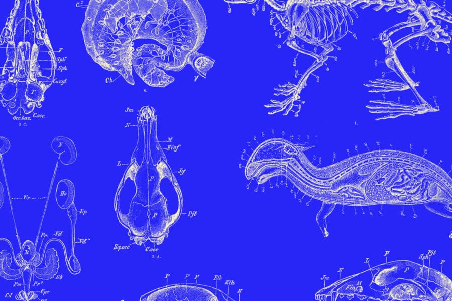 Comparing a CMS and a DXP is problematic - ADTELIC