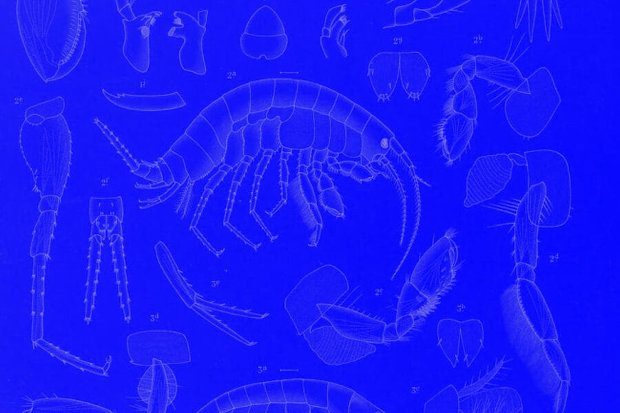 WordPress WooCommerce Myths Debunked - ADTELIC